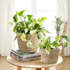 BRIDAY Panier à Plantes Lot De 3 Paniers D'herbes Marines Panier De Jardinières Tissé à La Main Avec Doublure En Plastique Imperméable Pots De Plantes Conteneurs Couverture Organisateur De Rangement Paniers Pour Pots De Fleurs De Plantes D'intérieur Et D'extérie 11 BRIDAY Panier à Plantes Lot De 3 Paniers D'herbes Marines Panier De Jardinières Tissé à La Main Avec Doublure En Plastique Imperméable Pots De Plantes Conteneurs Couverture Organisateur De Rangement Paniers Pour Pots De Fleurs De Plantes D'intérieur Et D'extérie -Petit rangement Soldes Magasin 37006581 5