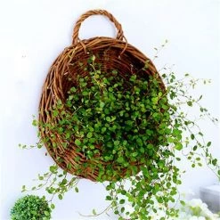 FUIENKO Panier à Fleurs En Osier Suspendu Au Mur, Support Pour Plantes De Jardin,BR 10 FUIENKO Panier à Fleurs En Osier Suspendu Au Mur, Support Pour Plantes De Jardin,BR -Petit rangement Soldes Magasin 68624813 4